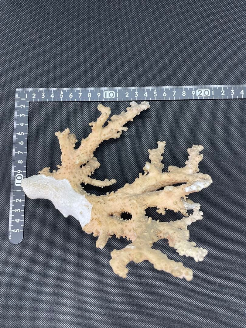 珊瑚原木
