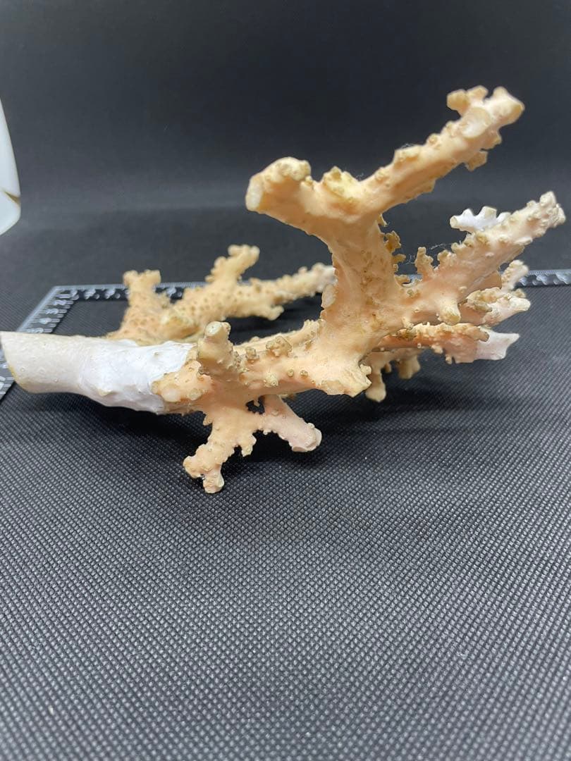 珊瑚原木