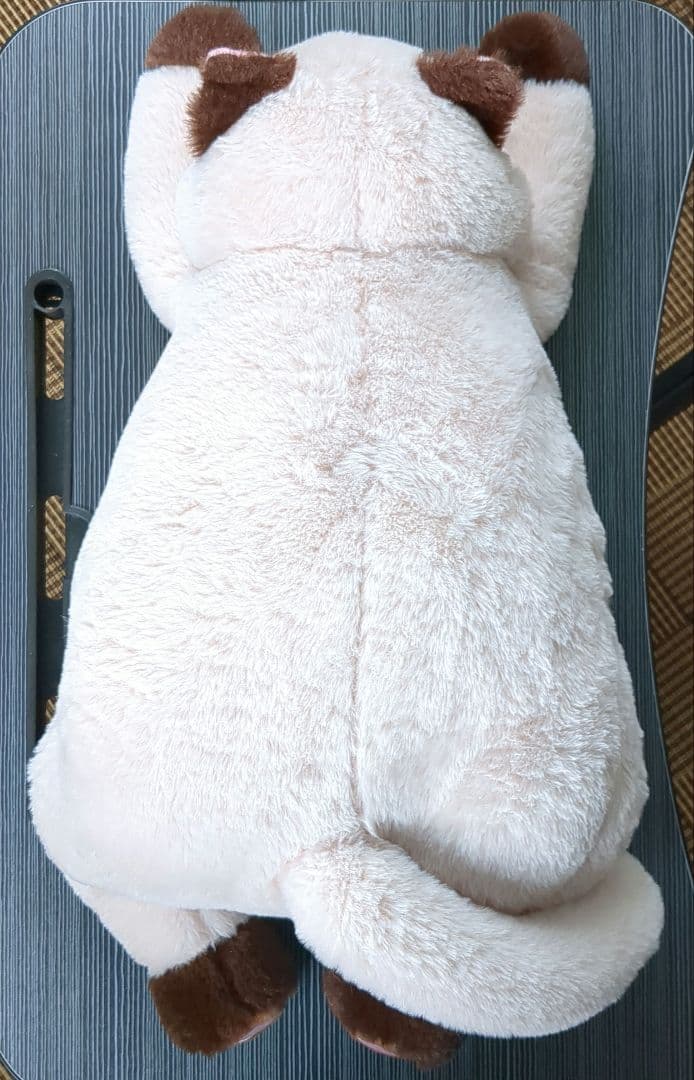 猫くん