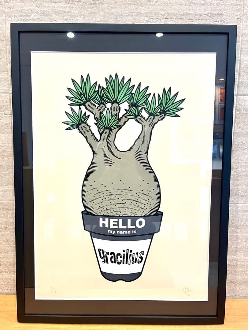 GIRUVI Pachypodium Gracilius グラキリス
