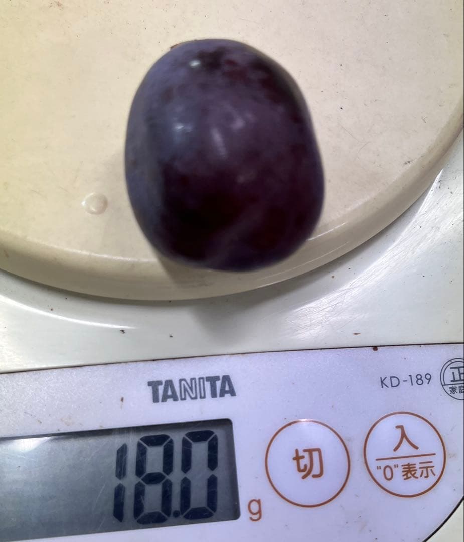 ✨Jinくん ママさん✨ 山梨県産　富士の輝き　シャイン　我が道