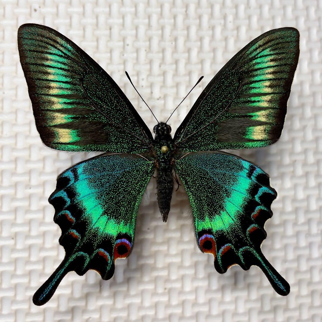蝶標本　北海道産　極美麗ミヤマカラスアゲハ春型♂ 飼育完品⭐️マイコレに‼️最安値⭐️