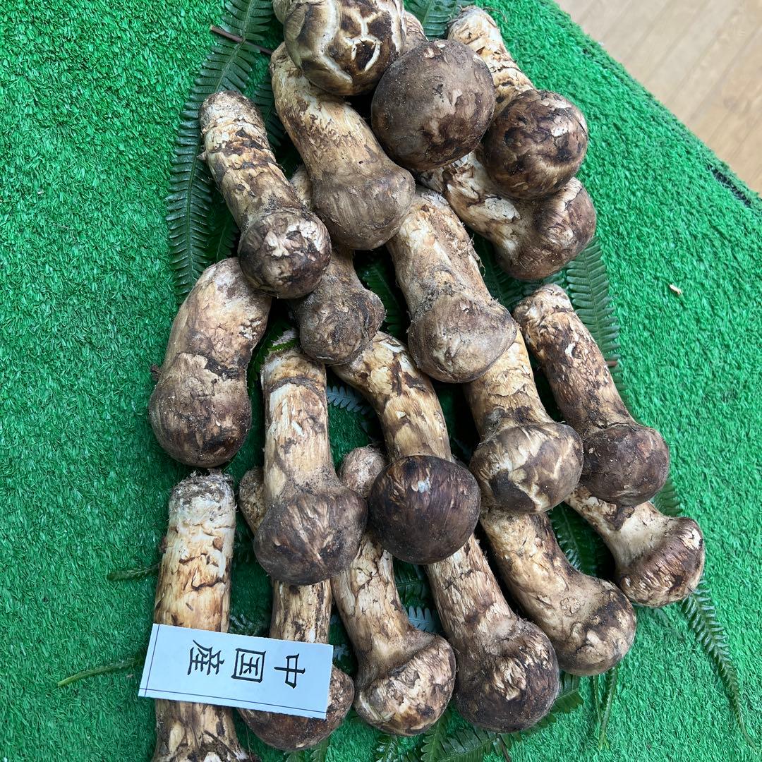 中国産 超新鮮松茸 つぼみ！めっちゃ綺麗です！ 19本入り 800g入り