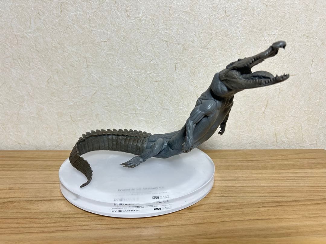 VM Crocodile 1:8 Anatomy v.2 ワニ　フィギュア