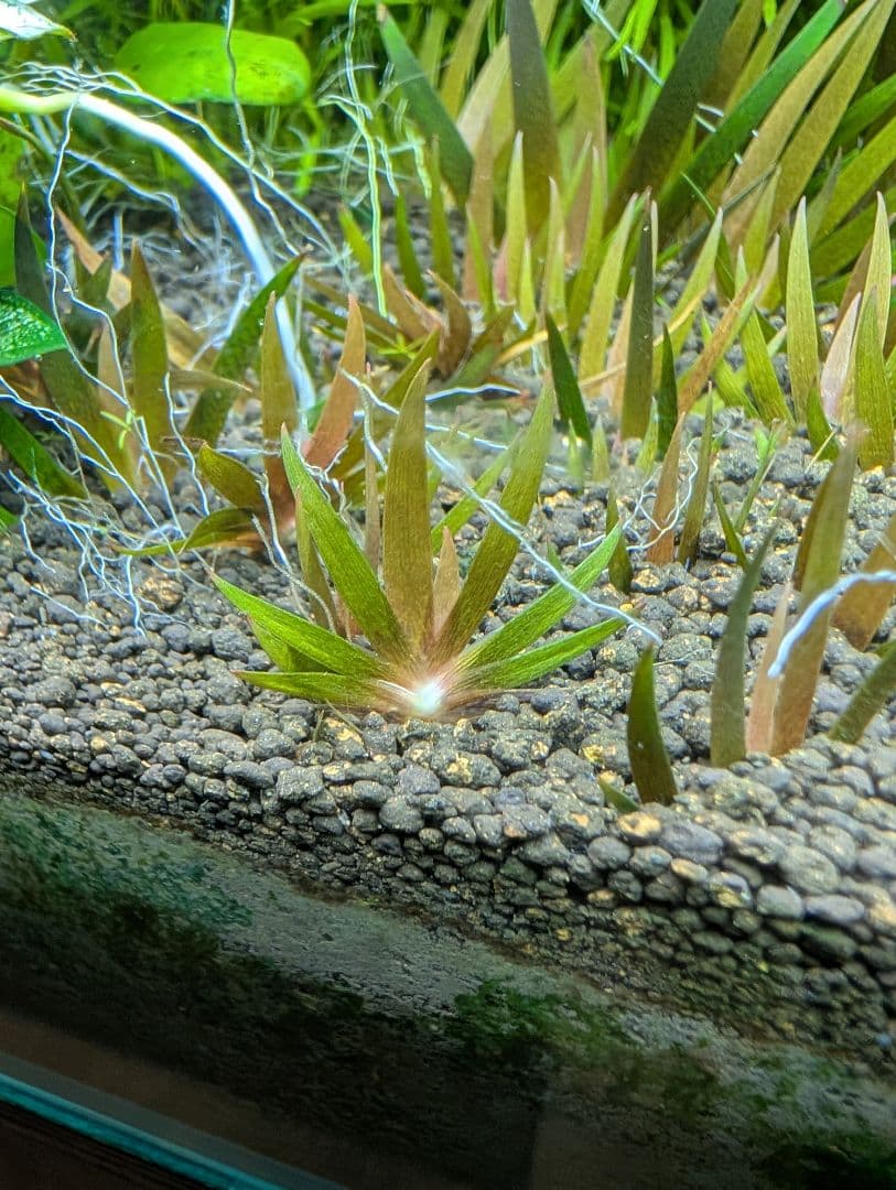 ◯xyris sp red 水中葉子株1株　水草　ADA　水槽