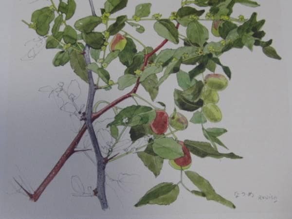 小磯良平、なつめ、高級薬用植物画、版上サイン入り、新品額付
