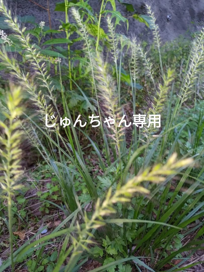 じゅんちゃん専用　コシヒ玄20kg