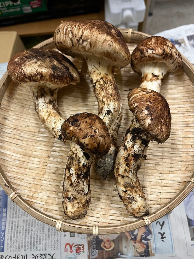 岩手県産松茸　良型　1 今期最終
