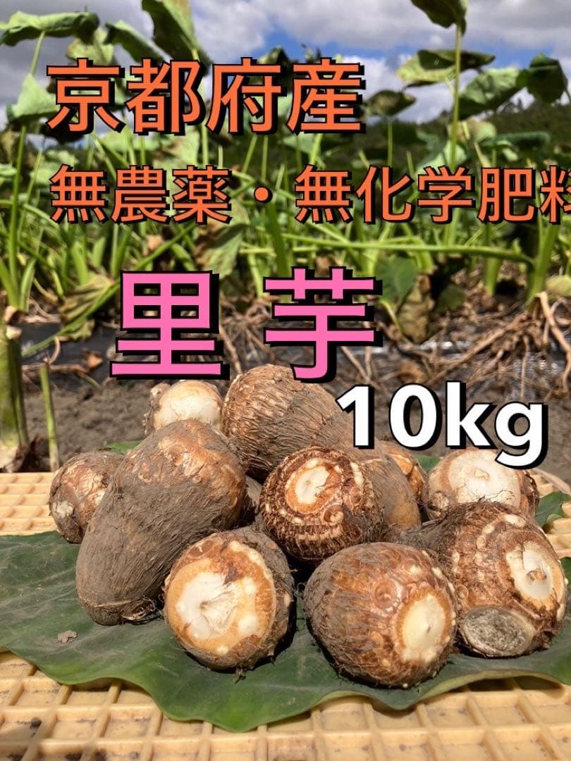 農家直送！里芋10キロ　無農薬無化学肥料栽培