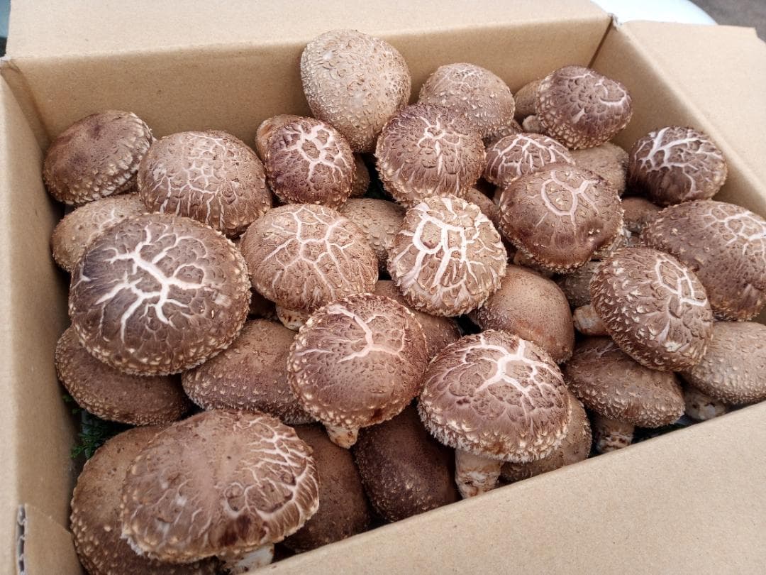 キコさまご予約専用 大分県特産 生どんこ椎茸「秋子」ダブル