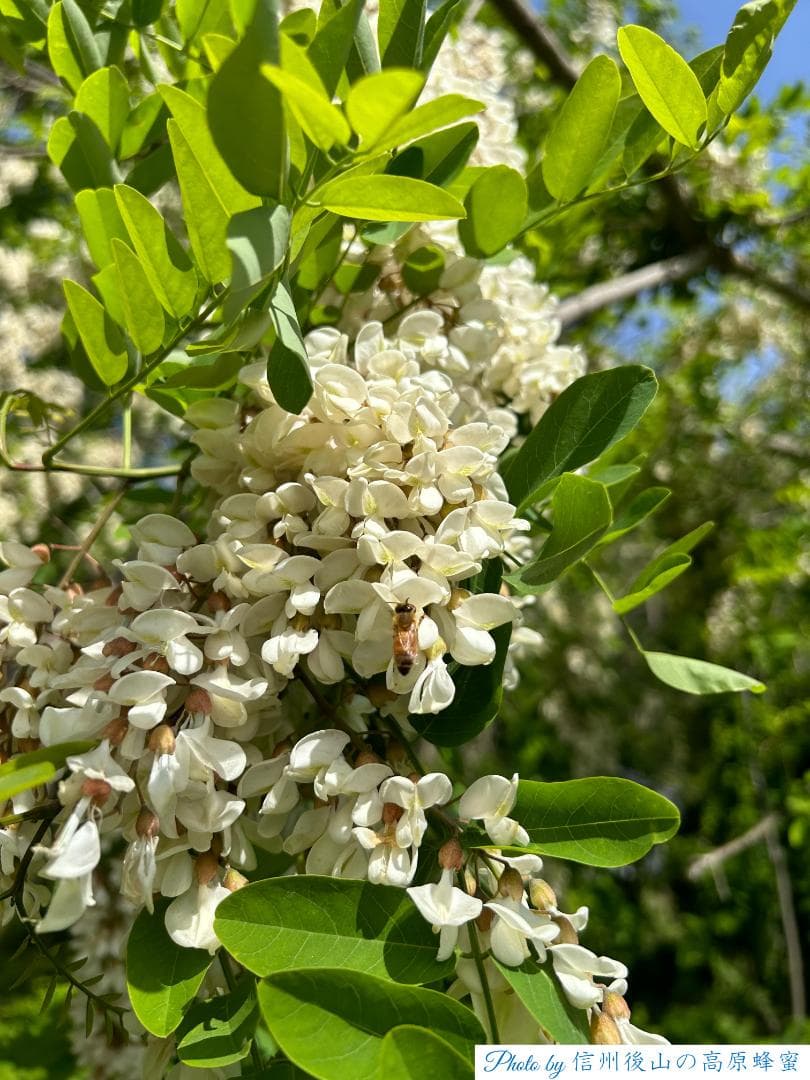 【そら】 国産蜂蜜 1000g アカシア蜜3本、栗蜜1本 はちみつ