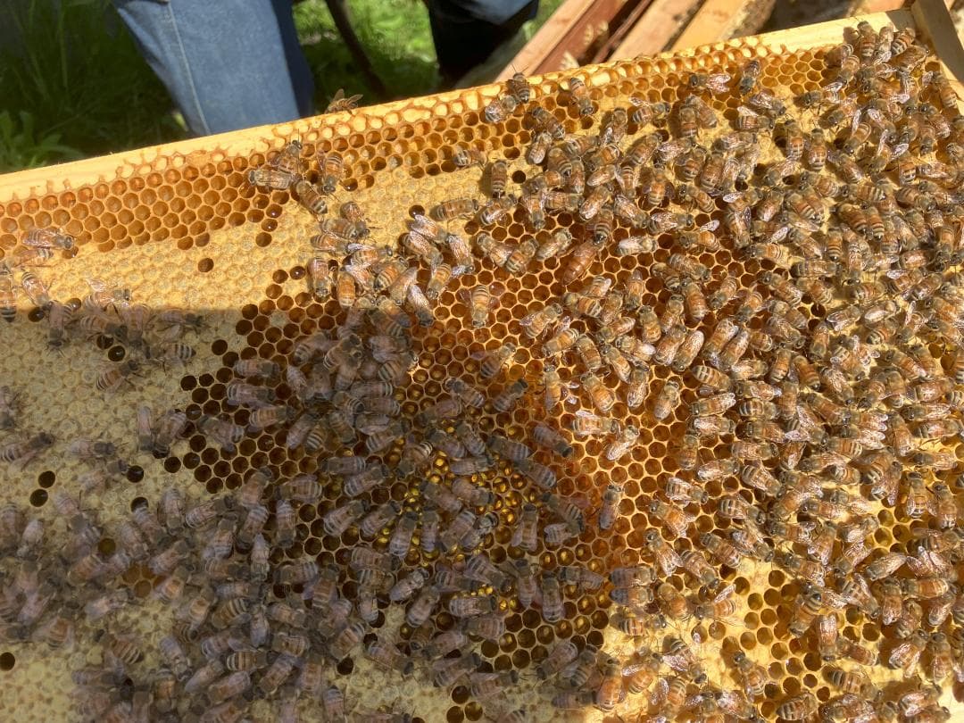 【そら】 国産蜂蜜 1000g アカシア蜜3本、栗蜜1本 はちみつ