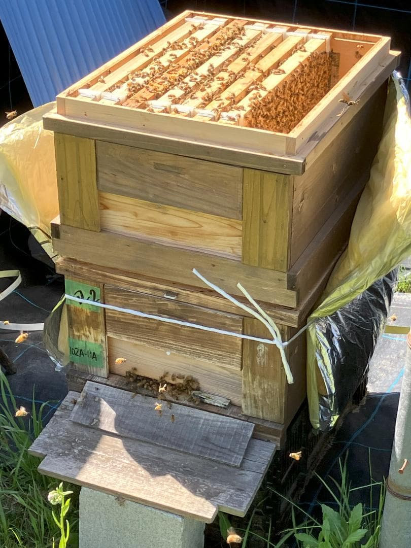 【そら】 国産蜂蜜 1000g アカシア蜜3本、栗蜜1本 はちみつ