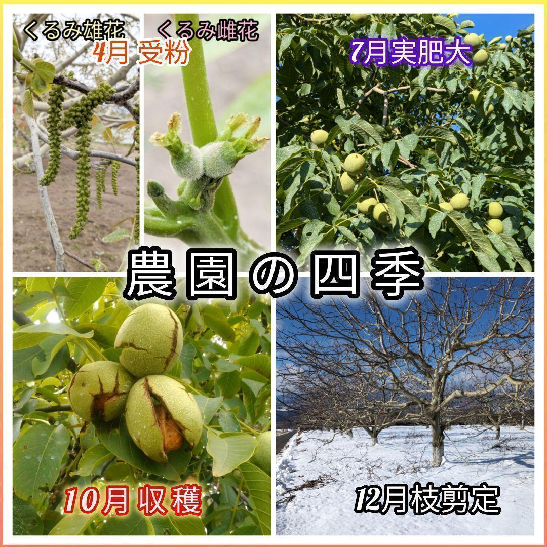 【かおりん商品 】 限定セール 殻付きくるみ 極小〜小サイズ 14kg