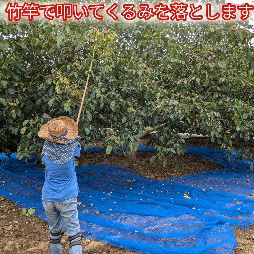 【かおりん商品 】 限定セール 殻付きくるみ 極小〜小サイズ 14kg