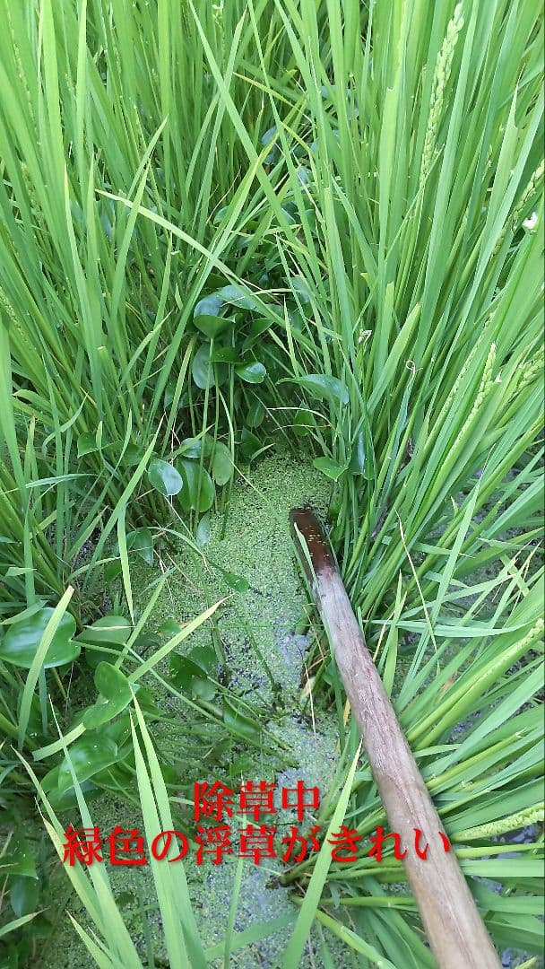 炎天下の手取り除草 発芽用玄米10kg ７年産コシヒカリ 特栽① 農薬等不使用