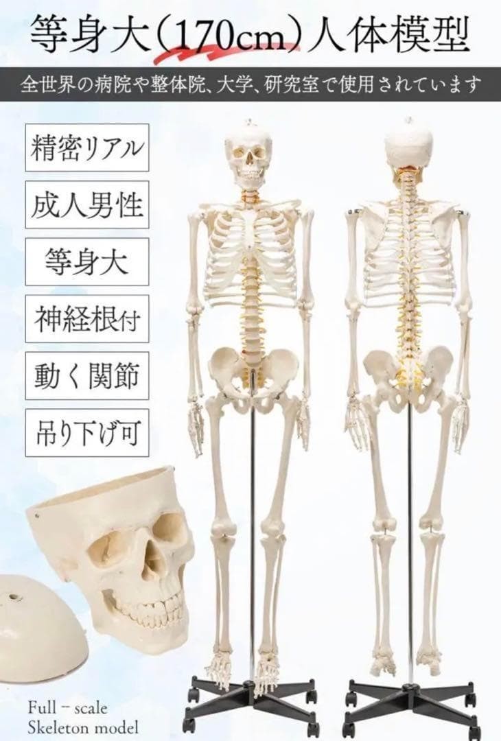 ⭐️新品⭐️等身大 人体模型 170cm神経根有り全身骨格模型 骨格標本