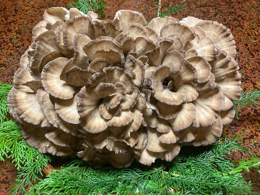 マイタケ　舞茸　チャフ　信州産　1449g