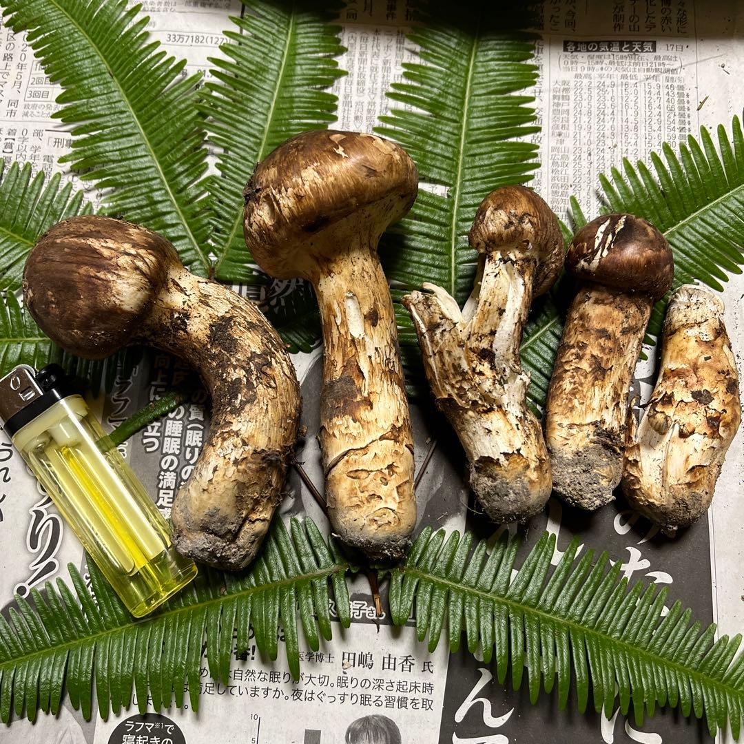 【大阪泉州産】天然松茸　採れたて「超ブサイクちゃん」5本175g 国産
