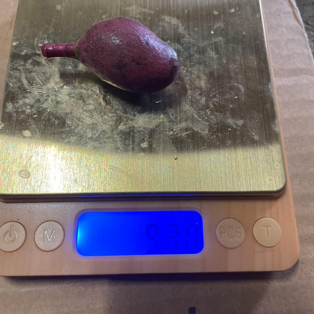 摘果マンゴー　９〜20g 10kg