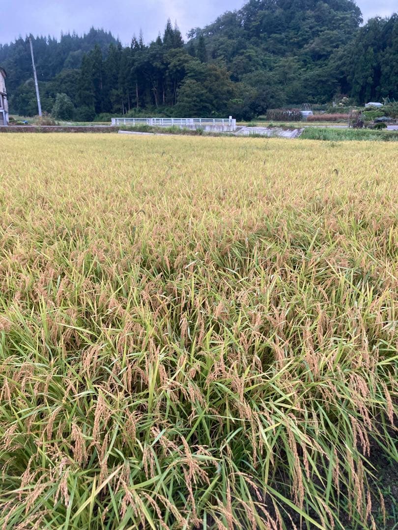 令和7年産魚沼コシヒカリ精米10kg