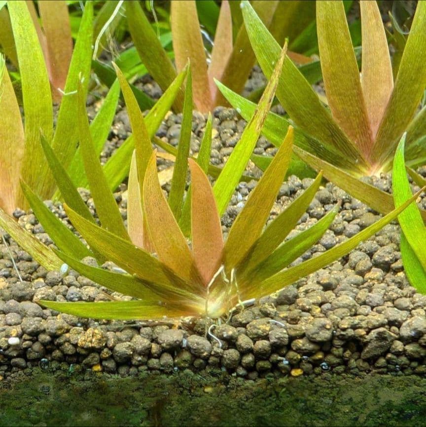 ◯xyris sp red水中葉子株1株　水草　ADA　水槽