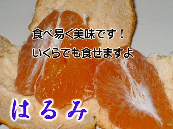 はるみ9Kg×2箱　【２箱縛りでの発送】