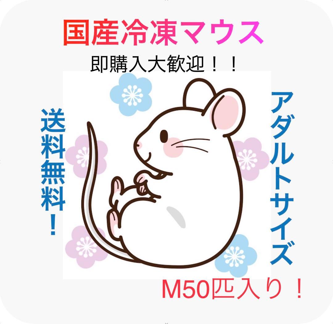 【即購入OK！】国産冷凍マウスアダルトM50匹入@地域限定