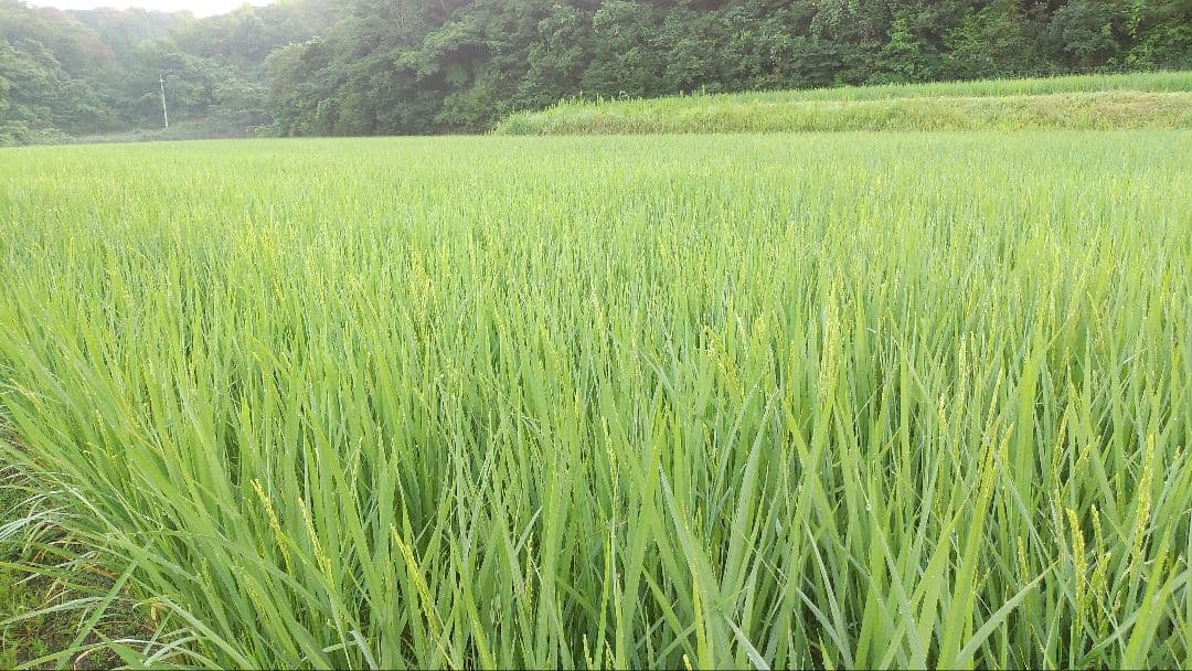 郷のこめ【丹後産こしひかり　令和7年産】9㎏精米