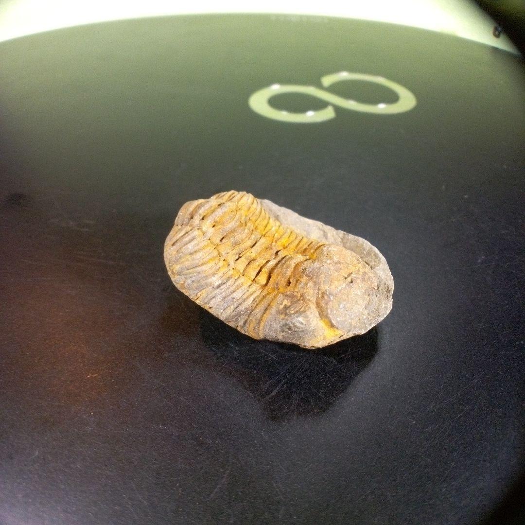 三葉虫　化石　fossil　海　ボリビア産　trilobite　海生動物種別④