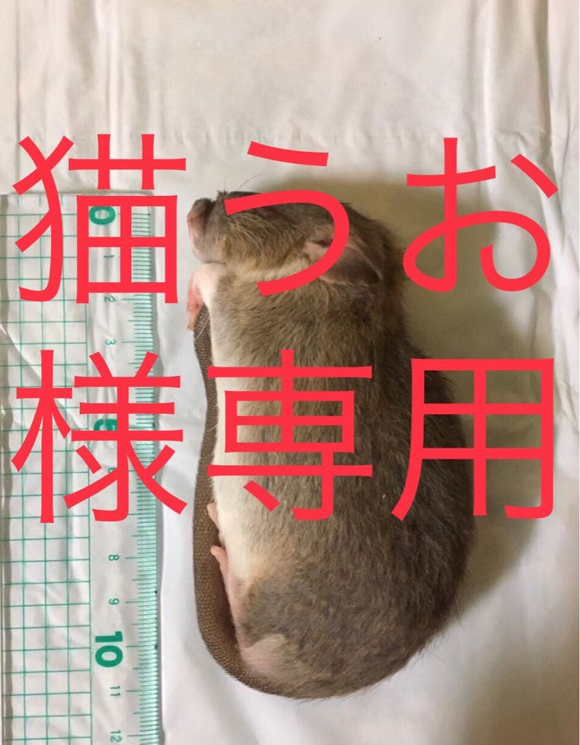 爬虫類・両生類のエサ PL30 H30 ADL50 S30 SM30 M30