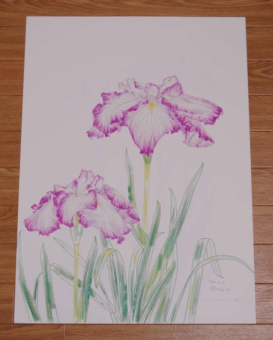 中島千波　花の写生１２葉　絵画　 12枚セット　求龍堂
