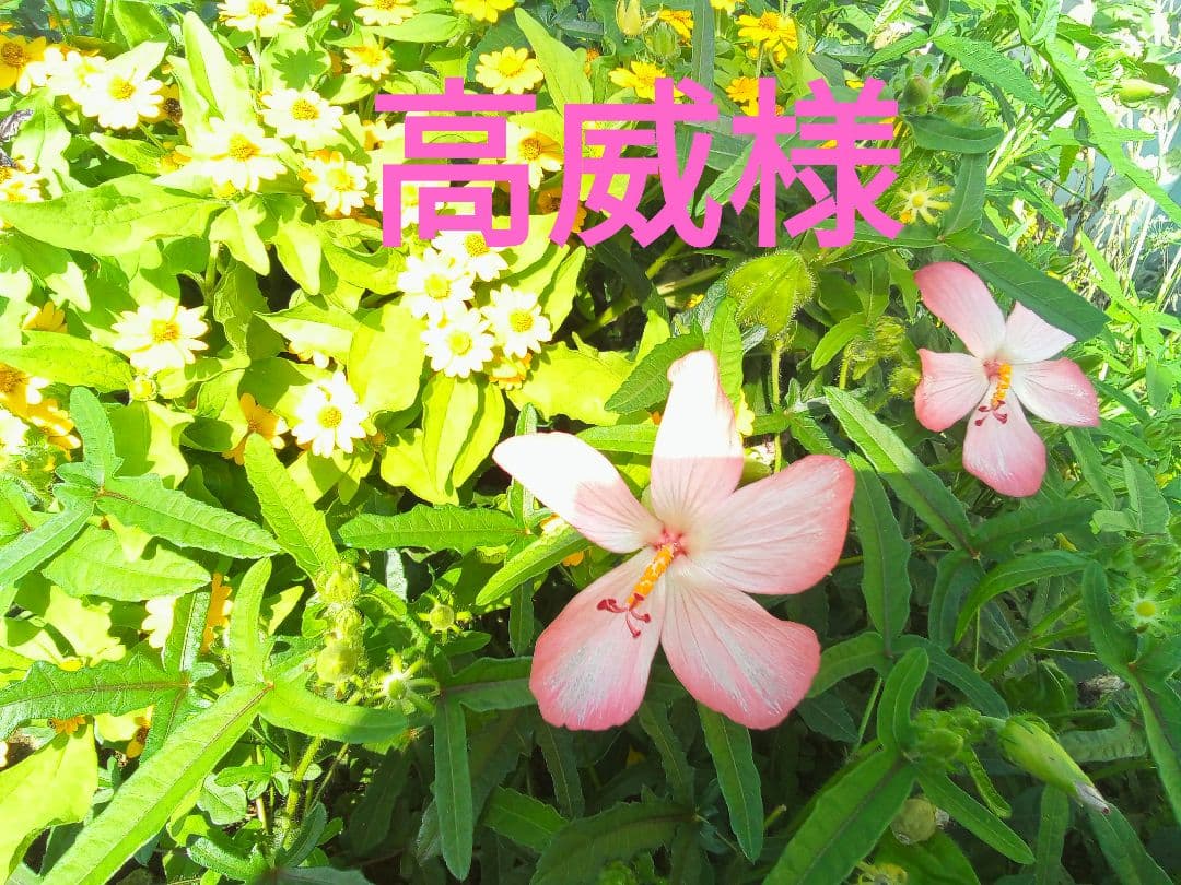 高威ページ☆