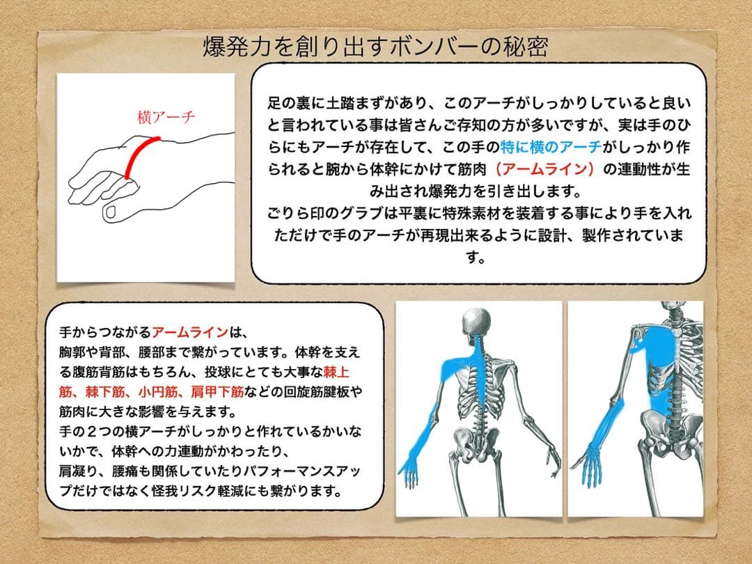 ごりら印の野球道具　硬式用オーダーグローブSKR型
