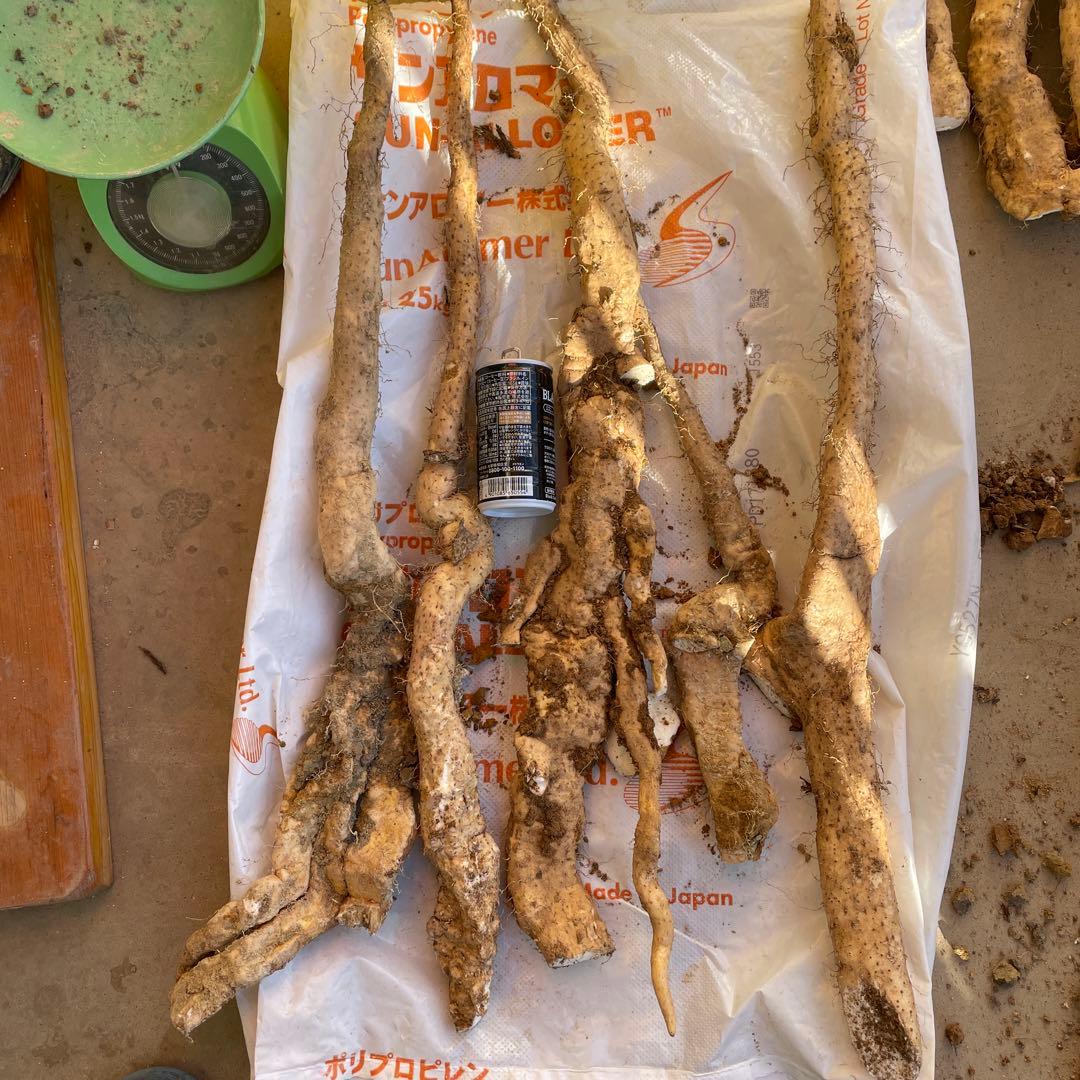 天然自然薯ーー2.6キロ2点