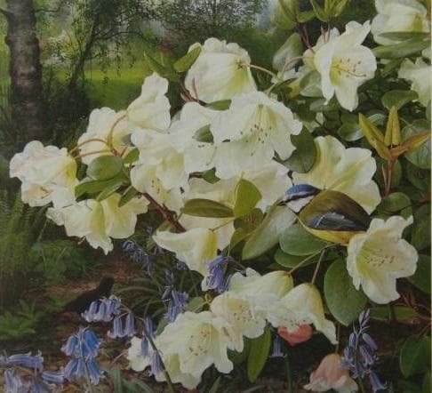 Raymond Booth、Rhododendron'Cowslip'
