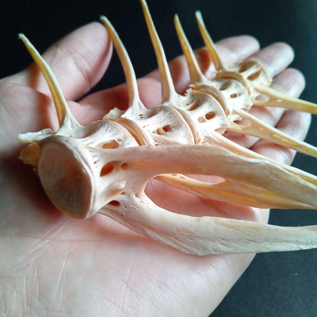 骨格　標本　魚類　ナポレオンフィッシュ　脊椎骨