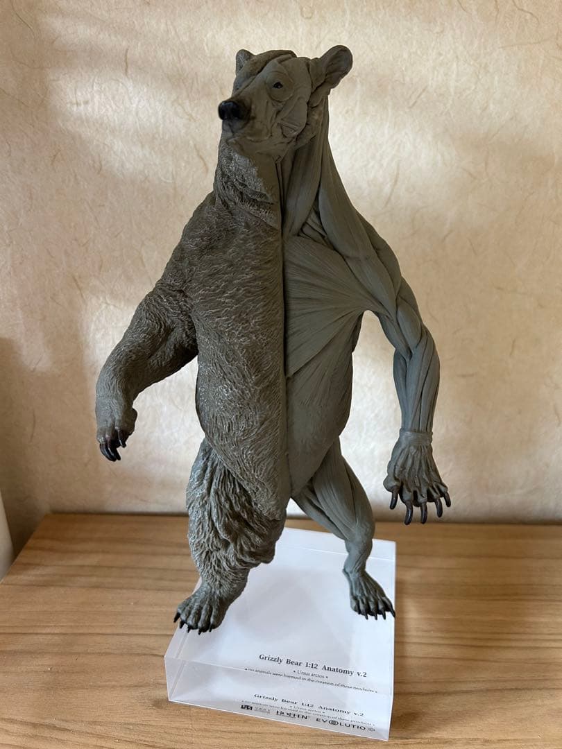 VM anatomy Grizzly Bear 1:12 クマ　熊　フィギュア