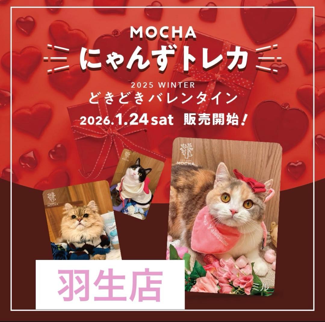 猫カフェmocha にゃんずトレカ どきどきバレンタイン 羽生店