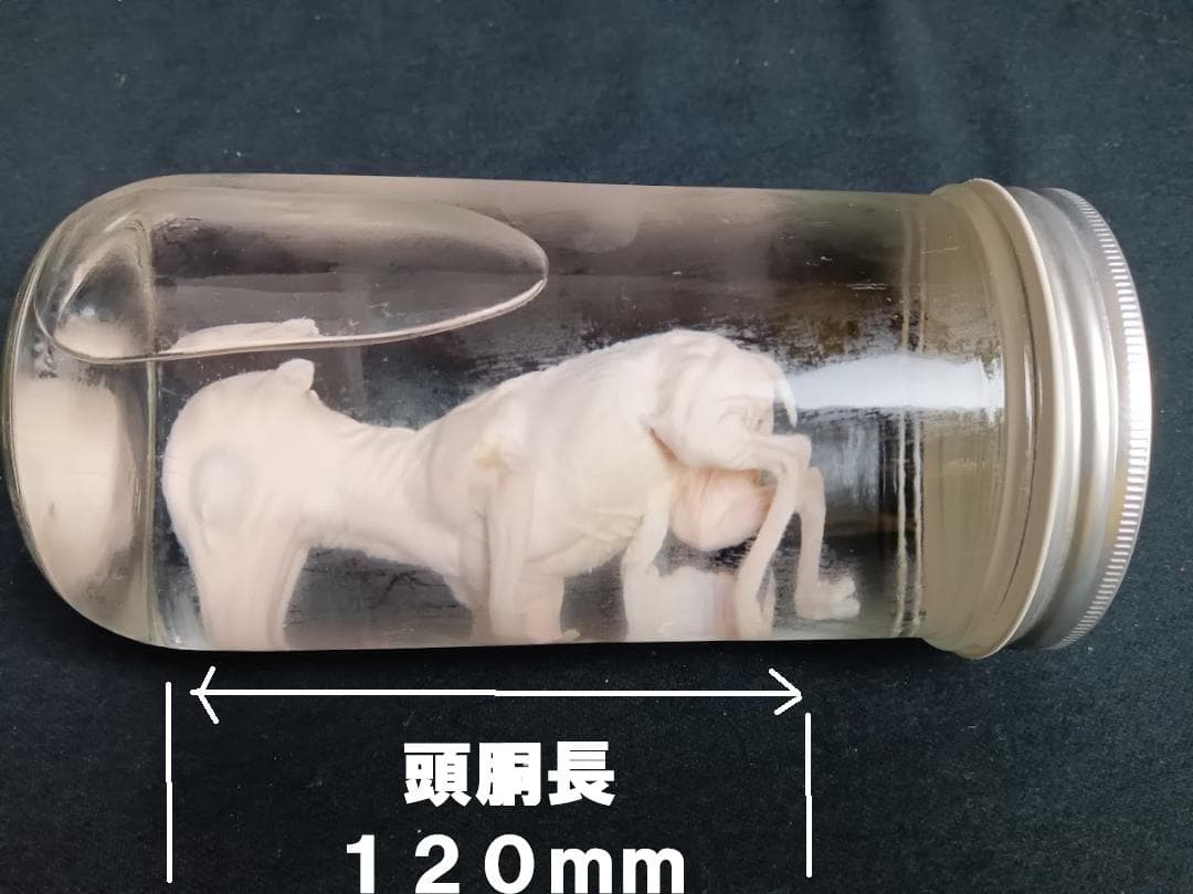 【学術標本】種名ニホンジカ　胎児（♂）　エタノール浸漬標本　頭胴長約１２０ｍｍ