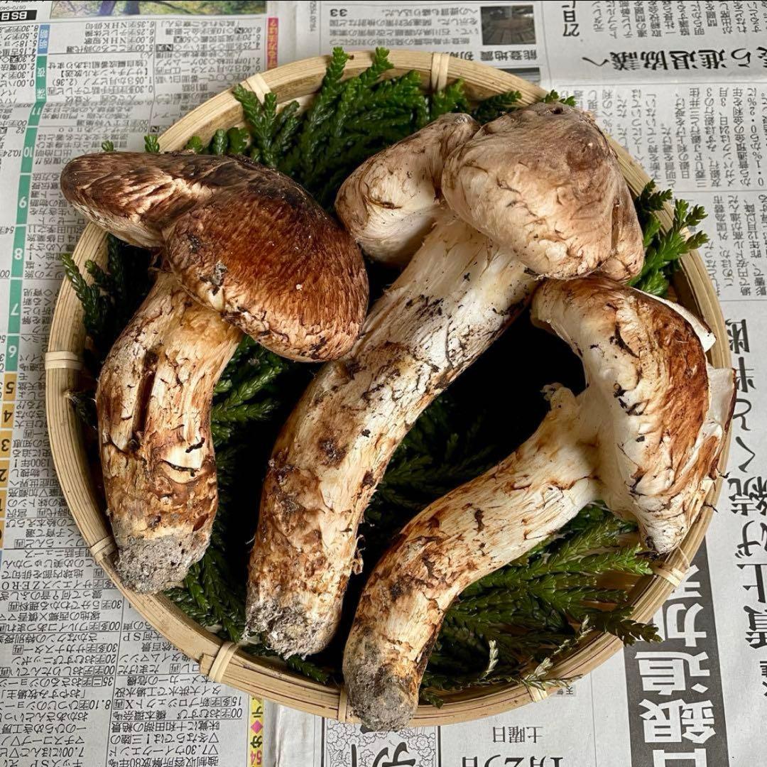 天然きのこ 松茸 国産 マツタケ まつたけ 大自然の凛さん採取その152