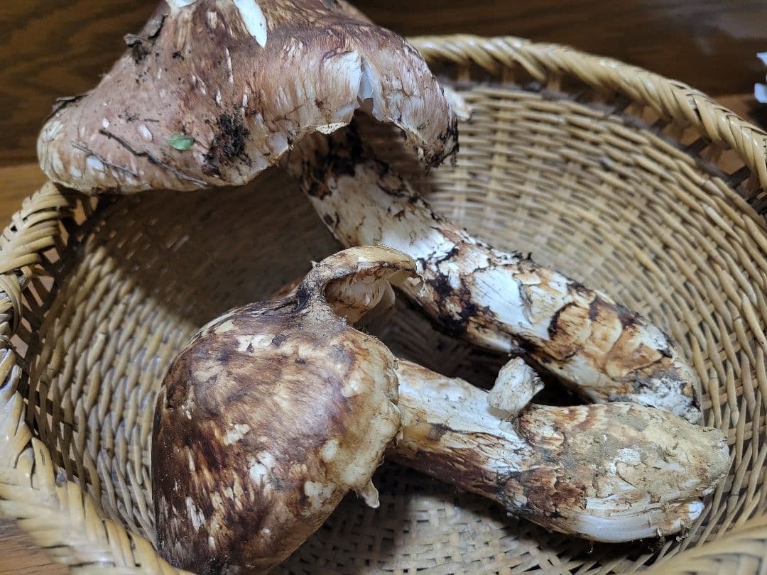 特大　極太　国産　岩手県産　松茸　550g