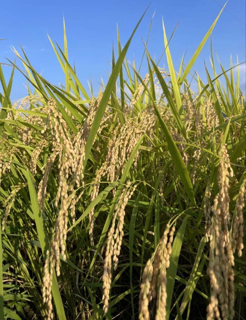 島根県産　令和7年　新米　コシヒカリ　農家直送