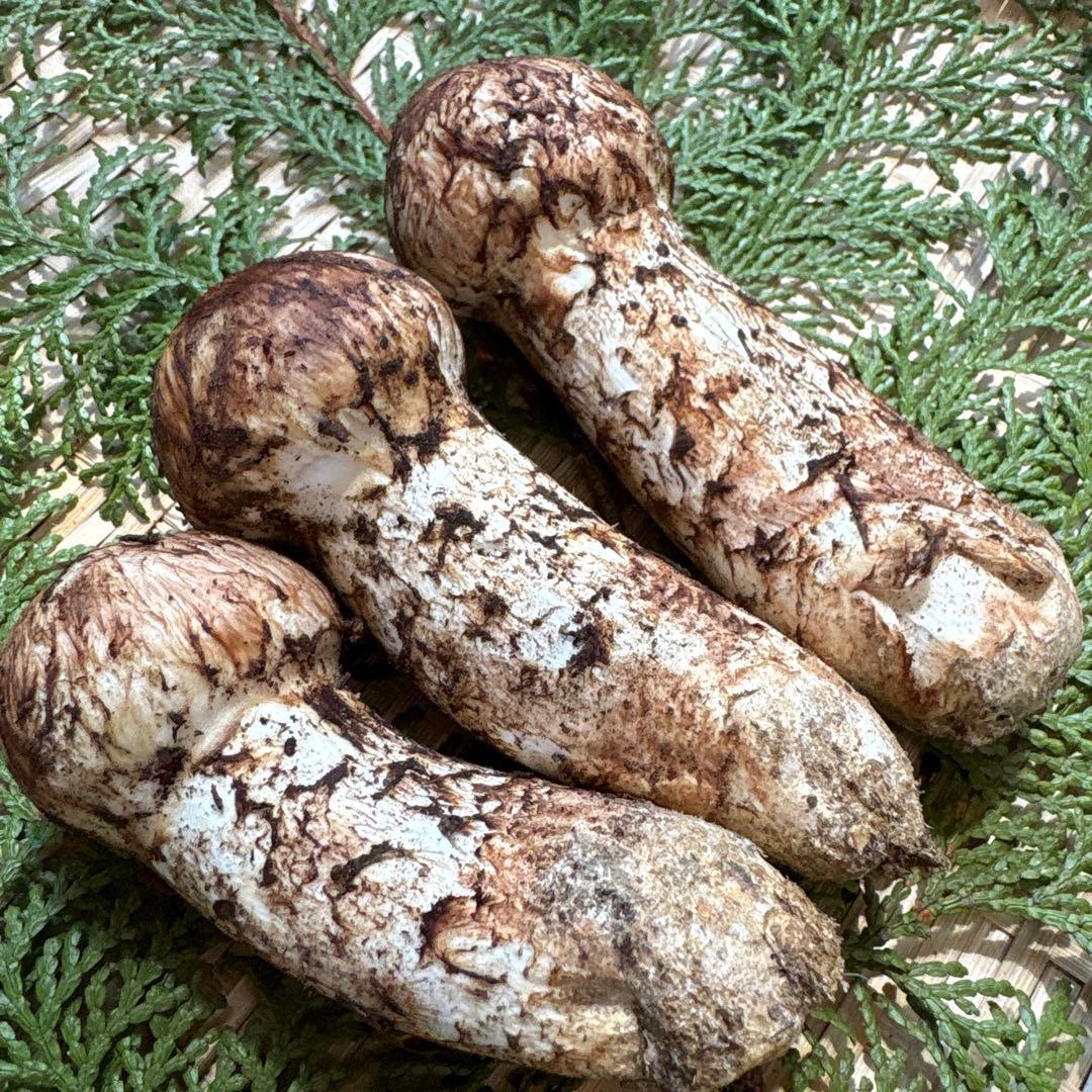 長野県南信州産‼️松茸 大小　3本セット 167g 10/28朝採れ