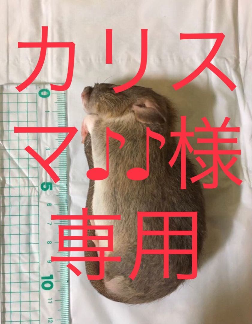 冷凍PL50 ML50
