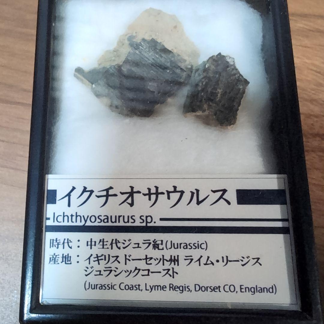 本物　海生爬虫類　イクチオサウルスの頭骨片化石　イギリス　ラベルケース付き