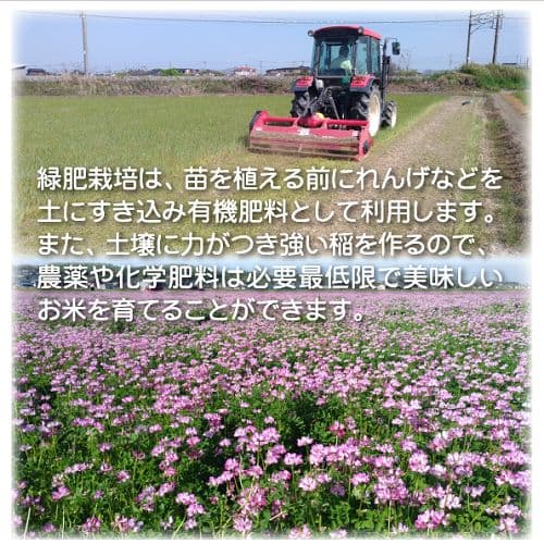 令和7年産 希少米 緑肥＆有機肥料 特別栽培米【朝日】15キロ