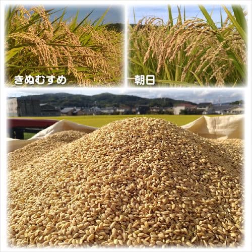 令和7年産 希少米 緑肥＆有機肥料 特別栽培米【朝日】15キロ