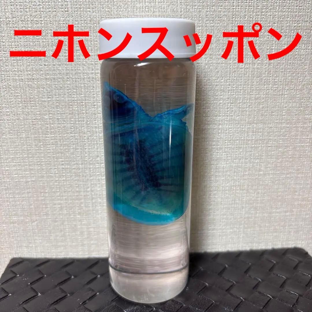 水中生物標本 プラスチック容器 ニホンスッポン　ネイチャーテクニカラー