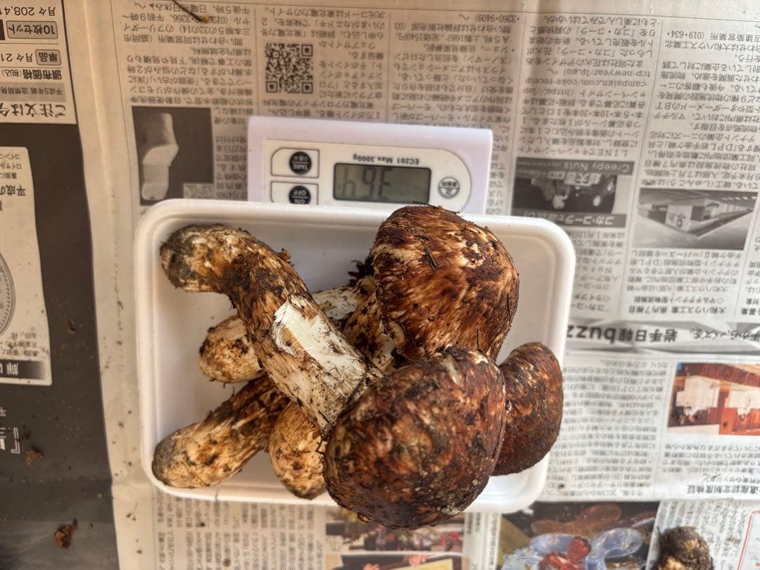 国産　岩手県産　松茸　【本日発送】